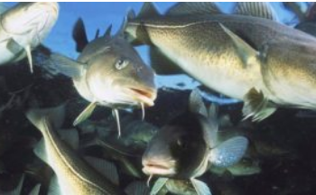 Trillukarlar ætla að róa áfram og sækja frumbyggjarétt sinn og atvinnufrelsi