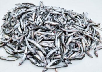 Loðnukvóti til trillu í krókakerfi – LS bendir á meint óeðlilegt kvótabrask