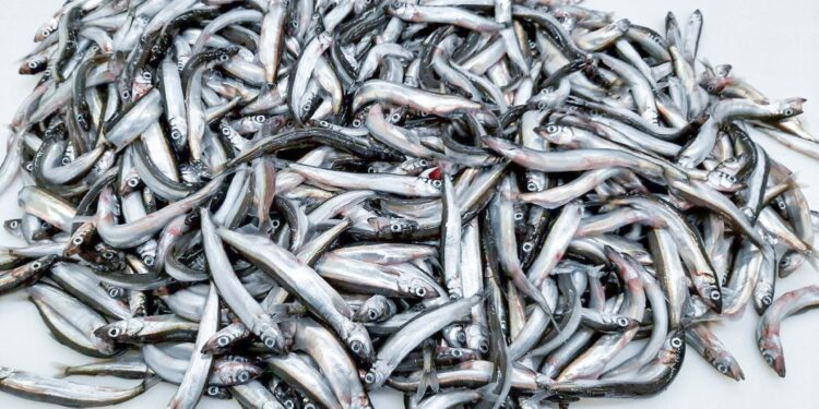 Loðnukvóti til trillu í krókakerfi – LS bendir á meint óeðlilegt kvótabrask