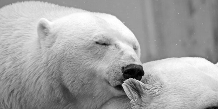 Steinar vaknaði við tvo ísbirni fyrir utan bústaðinn