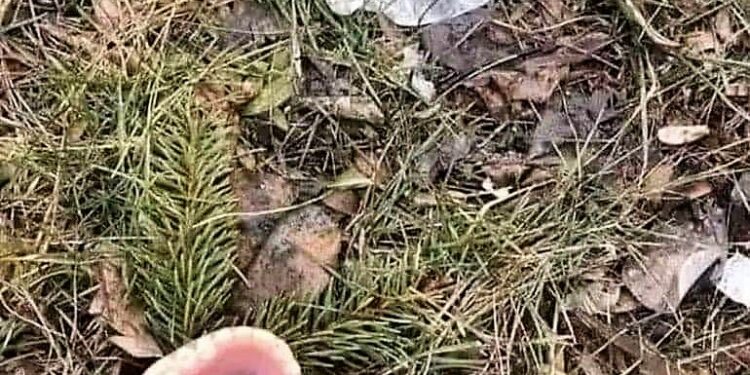 Foreldraofbeldi í íþróttum og vanhæfni viðbragðsaðila