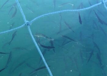 Foreldraofbeldi í íþróttum og vanhæfni viðbragðsaðila