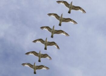 Ríkið afli tekna og auki velferð