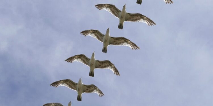 Ríkið afli tekna og auki velferð