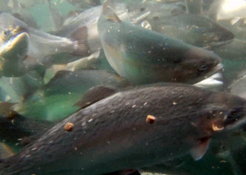 Ríkið afli tekna og auki velferð