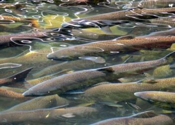 Ríkið afli tekna og auki velferð