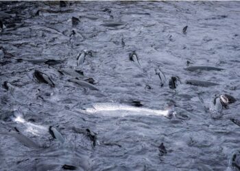 Ríkið afli tekna og auki velferð