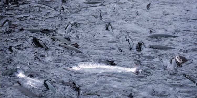 Ríkið afli tekna og auki velferð