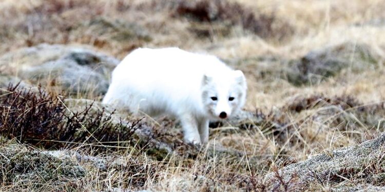 Snjóaði hressilega sunnan- og suðvestanlands