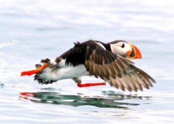 The Puffin Run – Metþátttaka í Vestmannaeyjum