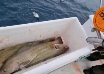 Trillukarlar ætla að róa áfram og sækja frumbyggjarétt sinn og atvinnufrelsi