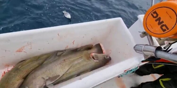 Trillukarlar ætla að róa áfram og sækja frumbyggjarétt sinn og atvinnufrelsi