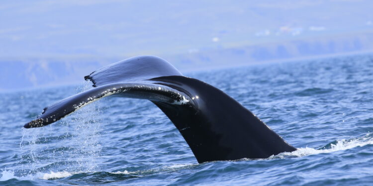 Hvalur flæktist í veiðarfærum