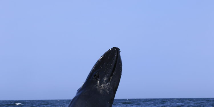 Hvalur flæktist í veiðarfærum