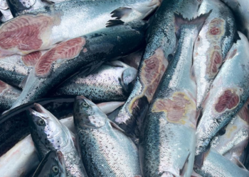 Laxeldisstöð sektuð um 21,6 milljón fyrir dýraníð