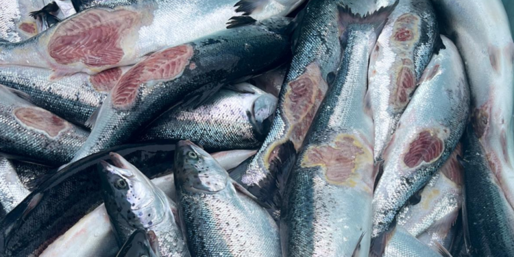 Laxeldisstöð sektuð um 21,6 milljón fyrir dýraníð