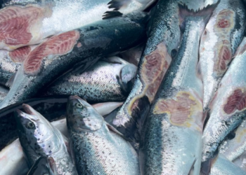 Fiskeldisfyrirtæki sektað vegna dauðra og veikra fiska