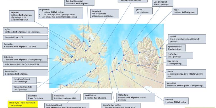 Tugir meintra eldislaxa borist til viðbótar