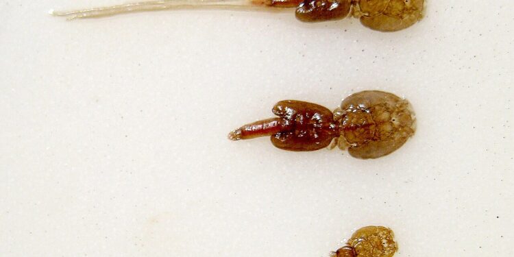 Óvenju mikið lúsaálag