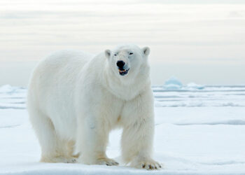 Tilkynnt um ísbjarnarspor