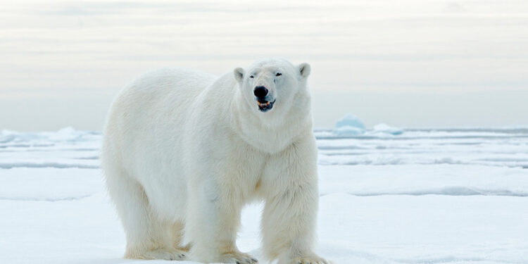 Tilkynnt um ísbjarnarspor