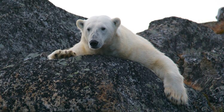 Tilkynnt um ísbjarnarspor