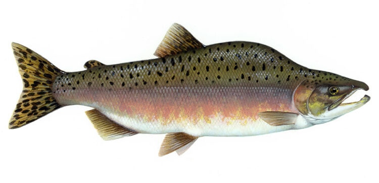 800 hnúðlaxar veiddir – þar af 73 í Staðará í Steingrímsfirði