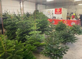 Björgunarsveitin í Hafnarfirði selur falleg jólatré