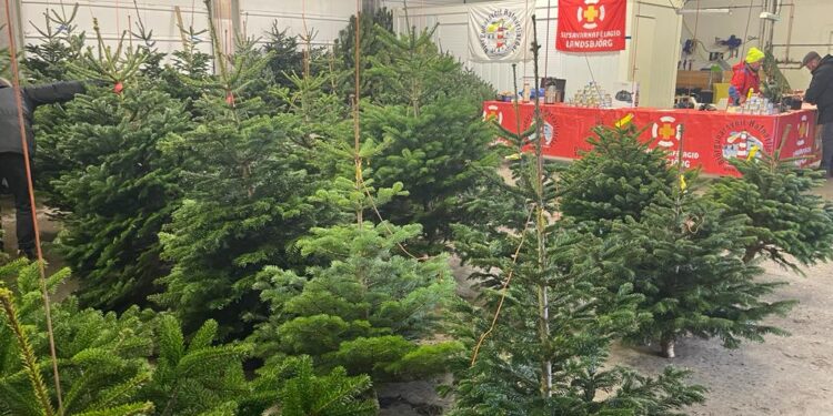 Björgunarsveitin í Hafnarfirði selur falleg jólatré