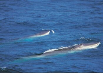Starfshópur myndaður um lagaumgjörð hvalveiða