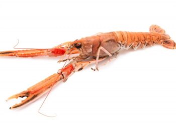 Engar humarveiðar 2024 og 2025