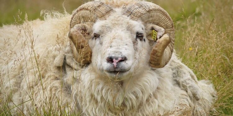Heimilt að endurnýta eyrnamerki í sauðfé til 1. nóvember 2025