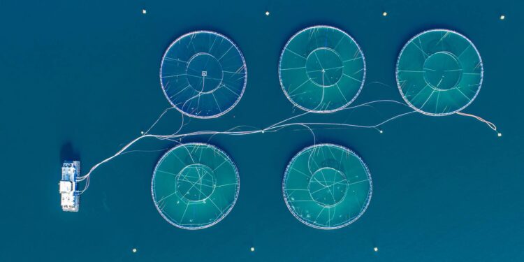 Úthlutun úr fiskeldissjóði fyrir árið 2024