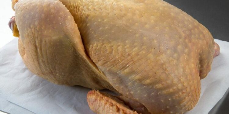 Salmonella í kjúklingi