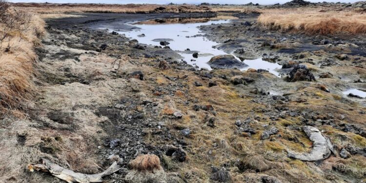 Mikið af dauðum sjóbirtingum í Grenilæk