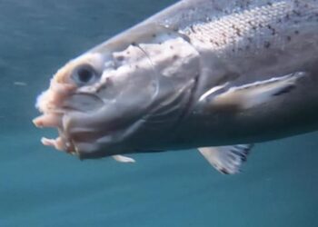 7000 manns hafa skrifað undir – Þetta má aldrei verða að lögum!