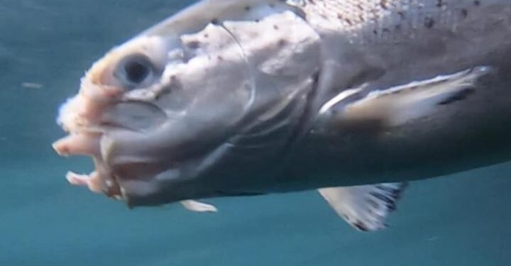 7000 manns hafa skrifað undir – Þetta má aldrei verða að lögum!