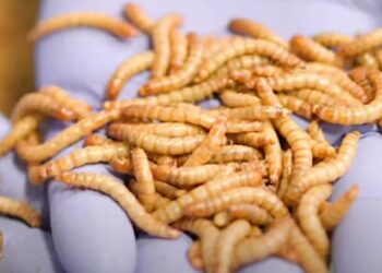 Samþykkja fuglamat sem mannafæðu – 16 skordýr á matseðlinum