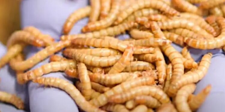 Samþykkja fuglamat sem mannafæðu – 16 skordýr á matseðlinum