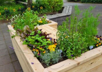 Aðgengilegir matjurtakassar í þróun í Grasagarði Reykjavíkur