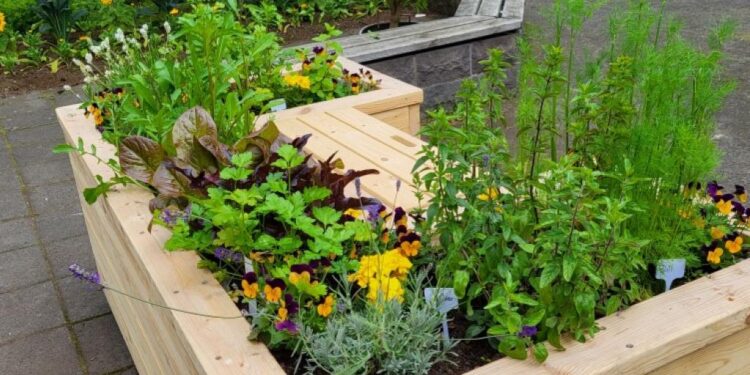 Aðgengilegir matjurtakassar í þróun í Grasagarði Reykjavíkur