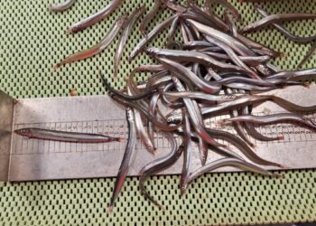 Aldrei mælst jafnmikið af sandsíli