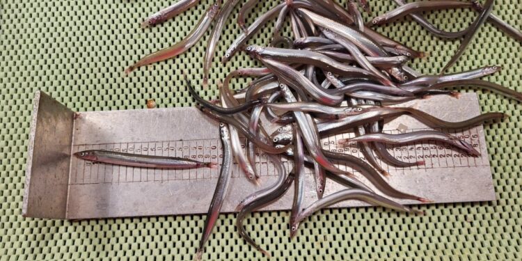 Aldrei mælst jafnmikið af sandsíli