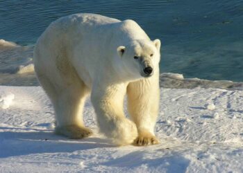 Hvítabjörn á ferð – fólk á á að vera á varðbergi og halda sig inni