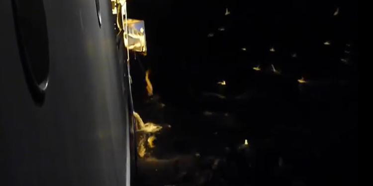 Skipstjórar eru hræddir við kvótakónga og henda fiski í sjóinn – MYNDBAND