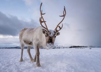 Veiðigjald hækkar vegna hreindýraveiða