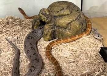 Lögreglan haldlagði snáka