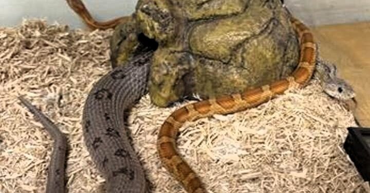 Lögreglan haldlagði snáka