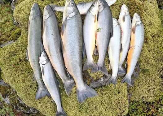 Sumarið byrjar vel í Hlíðarvatni í Selvogi