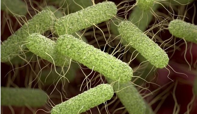 Salmonella staðfest